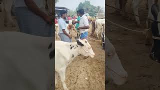 Karimangalam market Dharmapuri district tn24sakthivlogs cow cattleprice [upl. by Neelyt]