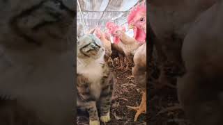 funny and cute cats shortvideo shorts [upl. by Dlaner891]