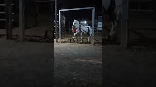 Beautiful dancing horse at Vaqueros bar Puriscal Costa Rica 🇨🇷 [upl. by Annahael]