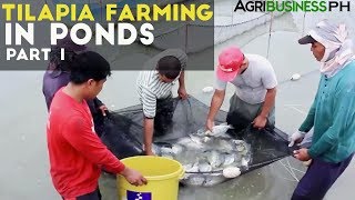 Tilapia Farming in Ponds Part 1  Tilapia Farming in the Philippines  Agribusiness Philippines [upl. by Leur]