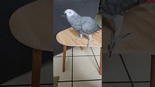 ClarenceCarterTHEAfricanGrey [upl. by Carew]