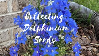 How to Harvest Delphinium Seeds  North Alabama Gardening  Zone 7b [upl. by Bjorn535]