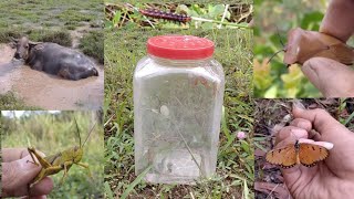 catching and exploring insects grasshoppers butterflies caterpillars ants [upl. by Neri]