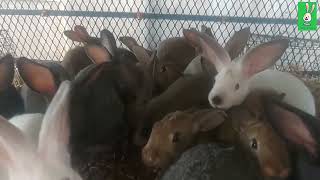 Backyard Rabbit farming Cuniculture tour of the weaners cage [upl. by Enyaj]