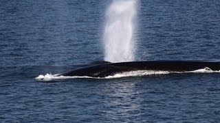 Whalewatching Tadoussac with Dufour 2011 [upl. by Kcinimod]