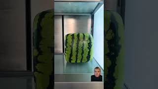 Square watermelon😱 [upl. by Bosch]