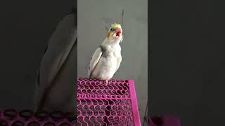 Cockatiel 🐥 cockatiel cockatielsinging birds cockatielsound parrot pets cute viralvideo [upl. by Eyoj734]