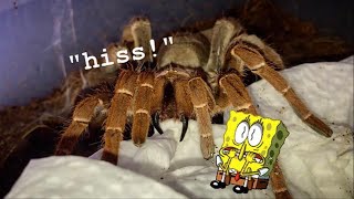 I bought a MASSIVE quotQueenquot Baboon TARANTULA thats MEAN [upl. by Nomead]