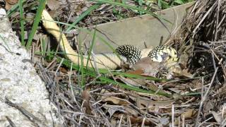 UPDATED speckled king snake vs yellowbellied water snake 3 [upl. by Mariko]