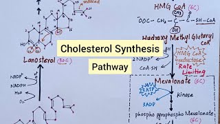 Cholesterol Synthesis Pathway  Biochemistry [upl. by Adnilrem828]