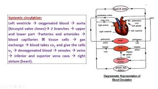 Episode 12  Chapter 2  blood circulation  Lymphatic system Part 2 [upl. by Rodl]