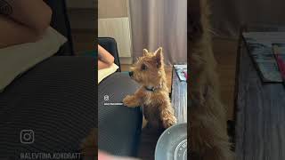 norwich puppy собака norwichterrier норвич funnydogs pets норвичтерьер [upl. by Aneloaup]