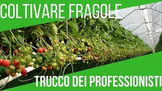 COLTIVARE LE FRAGOLE SUL BALCONE  TECNICA MODERNA  ORTO E GIARDINAGGIO [upl. by Elinnet]