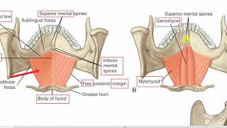 Suprahyoid muscles 2 [upl. by Allebram981]