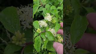 Cornouiller Sanguin Plante des Artères et des Veines  Blood Dogwood Plant of Arteries and Veins [upl. by Rillis231]