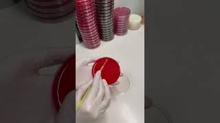 Throat swab culture and sensitivity microbiology elmicrobiologist medicalmicrobiology [upl. by Zaob]