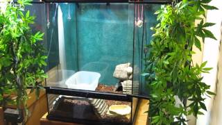 Jungle Carpet Python Habitat Building [upl. by Entruoc298]