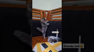 Poocha sir kalipilanu 🫣🫣 funny catvideos [upl. by Nnayllek]