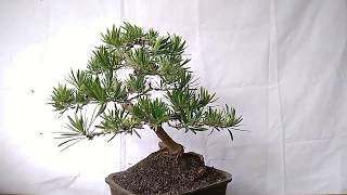 Bonsai Podocarpus Macrophyllus 30706 [upl. by Assiled555]