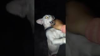 Sandy patison share doglover milano821 like subscribe love viralvideo videoshort [upl. by Aklam474]