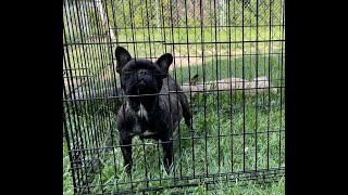 Fort Wayne Frenchie’s Proven Stud LilacProducer MerleProducer TanProducer Exotic Frenchie Stud [upl. by Ahsenit348]