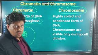 Chromatin and chromosome [upl. by Ahsiener]