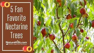 5 Fan Favorite Nectarine Trees  NatureHillscom [upl. by Rorke824]