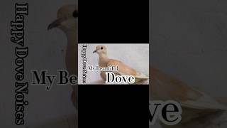 My Beautiful Dove  Dove cooing  Happy Mourning noises mourningdove birdcalling shorts cute [upl. by Ase763]