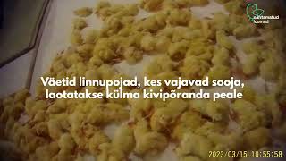 Dava Foodsi koletu tibude tapmine [upl. by Cirnek]