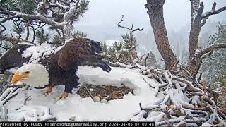 April 5 morning with Jackie and Shadow Big Bear Bald Eagle Live Nest  Cam 1 [upl. by Rollecnahc]