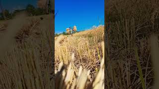 Harvesting Paddy shorts ytshorts youtubeshorts [upl. by Acessej]