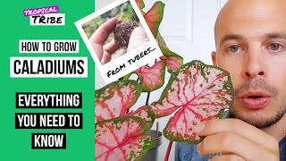 How to grow Caladiums from bulbs Caladium tubers [upl. by Atirihs359]