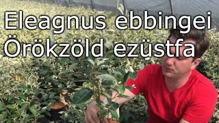 Eleagnus ebbingei  Örökzöld ezüstfa [upl. by Auhsuoj]