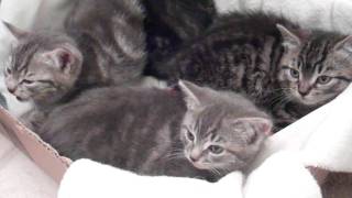 Hissing kittens sound like SNAKES Cutest feral kittens [upl. by Rephotsirhc]