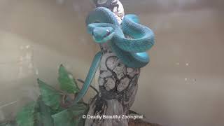 Blue Insularis Feeding and Care movie [upl. by Fatimah]