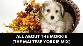 All About The Morkie The Maltese Yorkie Mix [upl. by Yasibit]