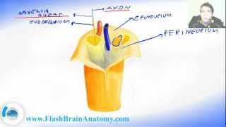 Peripheral Nervous System Nerve Anatomy [upl. by Ynabe]