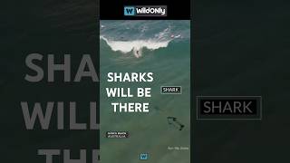 Sharks Are And Will be Among Us Whether We Want Or Not Drone Footage Showing Sharks Between Surfers [upl. by Harry484]