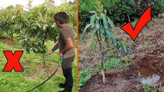 Técnica de riego para arboles frutales ahorra agua [upl. by Ecneret]