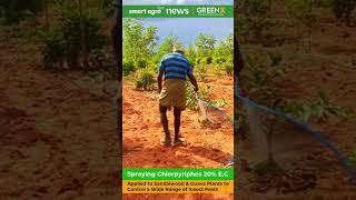 Spraying Chlorpyriphos 20 EC Organophosphate Insecticide on Sandalwood and Guava  Timber Farm [upl. by Noell381]