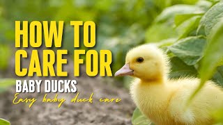 How to Care for Baby Ducks [upl. by Nomrej]