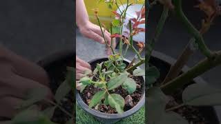 Rose plant tips rose rosecaretips rosecare garden gardening [upl. by Elocon235]