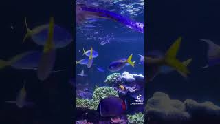 nausicaa aquarium [upl. by Evered327]