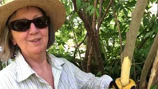 Bellingen Community Gardens Chinese Elm Eradication by Fungi [upl. by Eneloj]