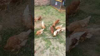 Las Gallinas necesitan alimento Natural déjalas libres [upl. by Mellie]