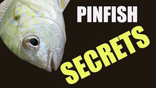 I Have a Degree in Catching Pinfish 3 Proven Methods That Work [upl. by Giustino]