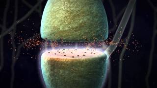 Chemical Synapse Animation [upl. by Christie]