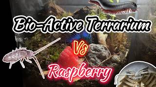 BioActive Terrarium vs Raspberry TimeLapse [upl. by Homere376]