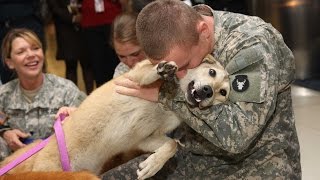 Military Homecoming Surprises Compilation [upl. by Aletha]