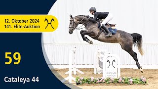 No 59 Cataleya 44 by Chacoon Blue  Escudo I  141 Verden EliteAuction on October 12th [upl. by Leirea]